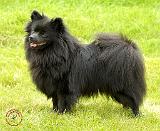 German Spitz 9W014D-009